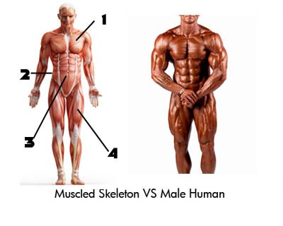 Male Body Fat Percentage Comparison [Visual Guide]