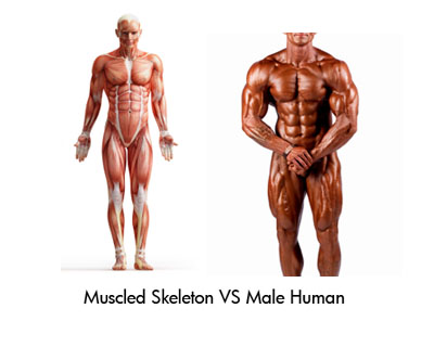 Male Body-fat Percentage Pictures — Compare Your Body Fat Level