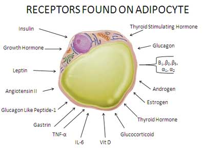 endo2