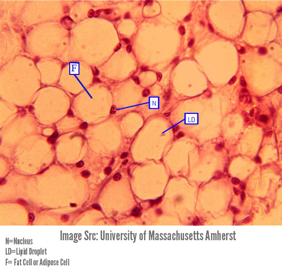 fat-cell